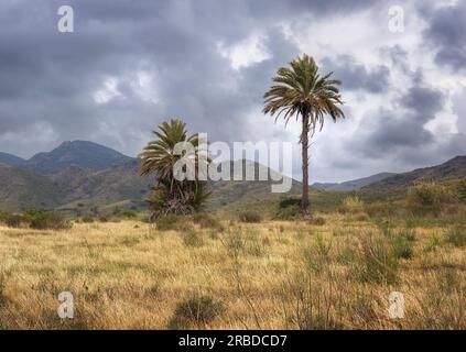 Palme nel Parco naturale Calblanque a Cartagena, Murcia, Spagna Foto Stock