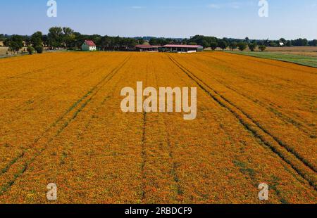 Wilhelmsaue, Germania. 9 luglio 2023. Un campo pieno di calendula fioriti brilla al sole del mattino vicino al piccolo villaggio di Wilhelmsaue nella regione di Oderbruch, nella parte orientale dello stato del Brandeburgo (foto aerea scattata con un drone). La calendula è una pianta medicinale. Scientificamente provato è il suo effetto sulle ferite scarsamente curative in eczema e ustioni. Il nome Marigold deriva dai suoi frutti a forma di anello. Credito: Patrick Pleul/dpa/Alamy Live News Foto Stock