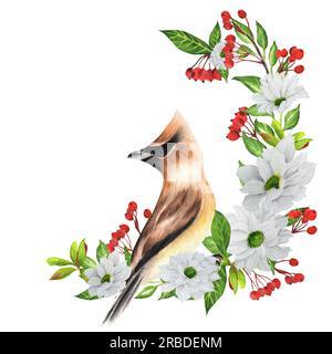 Illustrazione ad acquerello disegnata a mano con uccelli ceretta con fiori bianchi e bacche rosse. Due opzioni: Su sfondo bianco e trasparente. Foto Stock