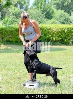 addestramento dei cani per la disciplina dell'obbedienza con uno staff Foto Stock