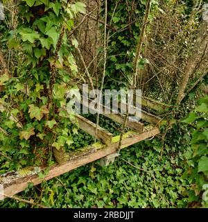 L'ambiente combatte, la struttura della casa abbandonata si stacca nella vegetazione, Foto Stock