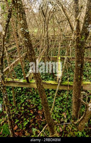 L'ambiente combatte, la struttura della casa abbandonata si stacca nella vegetazione, Foto Stock