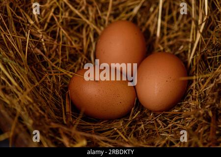 Le galline Happy Backyard depongono delle belle uova, Foto Stock