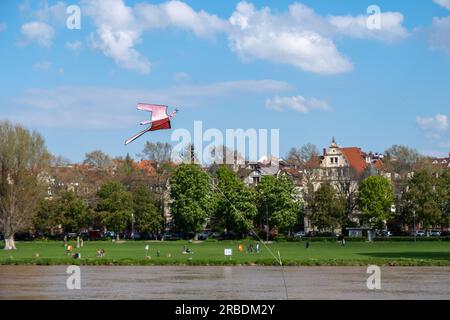 Germania, destinazione Heidelberg. Le persone che si rilassano nel giardino Neckarwiese vicino al fiume Neckar si godono la giornata. Picnic sull'erba, aquilone volante. Foto Stock