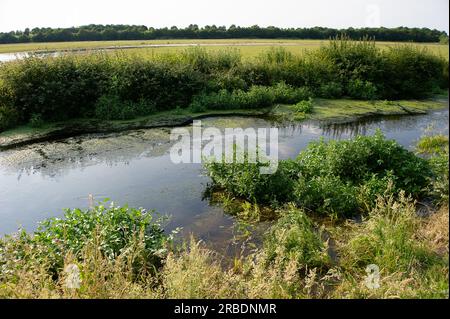 Dorney, Buckinghamshire, Regno Unito. 16 giugno 2023. Le inondazioni su Dorney Common stanno peggiorando. Parti dei giardini dei residenti che tornano sul comune adiacente al Roundmoor Ditch stanno ora ricevendo acqua. Thames Water dice che non è un loro problema, eppure è loro permesso scaricare acqua piovana nel Roundmoor Dtich. Credito: Maureen McLean/Alamy Foto Stock