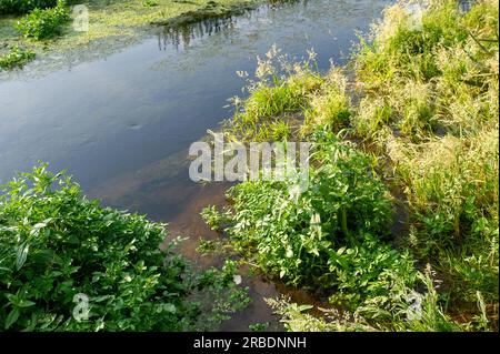 Dorney, Buckinghamshire, Regno Unito. 16 giugno 2023. Le inondazioni su Dorney Common stanno peggiorando. Parti dei giardini dei residenti che tornano sul comune adiacente al Roundmoor Ditch stanno ora ricevendo acqua. Thames Water dice che non è un loro problema, eppure è loro permesso scaricare acqua piovana nel Roundmoor Dtich. Credito: Maureen McLean/Alamy Foto Stock