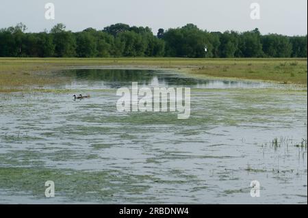 Dorney, Buckinghamshire, Regno Unito. 16 giugno 2023. Le inondazioni su Dorney Common stanno peggiorando. Parti dei giardini dei residenti che tornano sul comune adiacente al Roundmoor Ditch stanno ora ricevendo acqua. Thames Water dice che non è un loro problema, eppure è loro permesso scaricare acqua piovana nel Roundmoor Dtich. Credito: Maureen McLean/Alamy Foto Stock