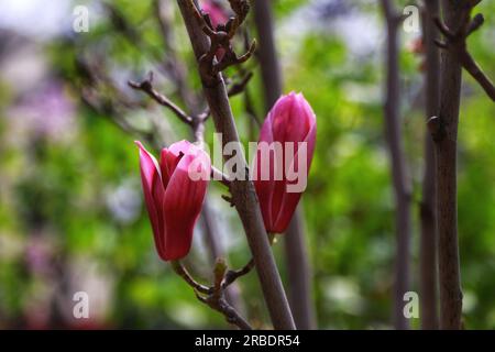 Scopri l'incredibile bellezza di numerosi fiori nelle tonalità rosa, rossa e bianca, illuminati con grazia dalla luce del sole all'aperto. Un'accattivante sinfonia di c Foto Stock