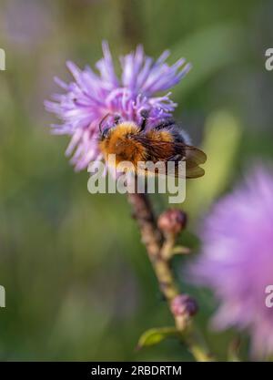 Primo piano di un bumblebee su un fiore di cardo viola (Bombus Terrestris) fiore di cardo che raccoglie nettare in estate Foto Stock