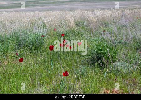 Paesaggio primaverile di steppa, luminosi tulipani selvatici e la prima erba verde della steppa, regione di Volgograd, Russia. Immagine di sfondo ravvicinata Foto Stock