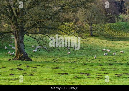 Cragside, Northumberland, Regno Unito Foto Stock