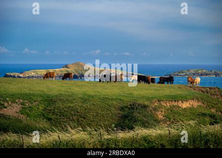 Mandria di mucche che pascolano in un campo che si affaccia sulla baia di Aberdaron nel Galles del Nord. Foto Stock