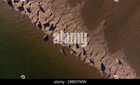 Veduta aerea delle foche comuni ( Phoca vitulina ) presso Loch Fleet a Sutherland, Scozia, Regno Unito Foto Stock