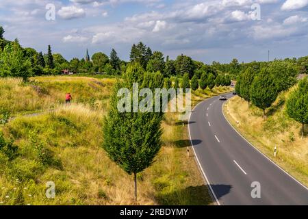 Il Dorstfelder Allee a Dortmund, 2013 strada completamente nuova, ex terreno agricolo, nel quartiere di Dorstfeld, viale alberato in stile toscano con Foto Stock