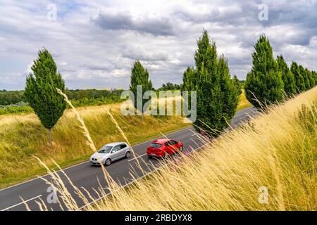 Il Dorstfelder Allee a Dortmund, 2013 strada completamente nuova, ex terreno agricolo, nel quartiere di Dorstfeld, viale alberato in stile toscano con Foto Stock