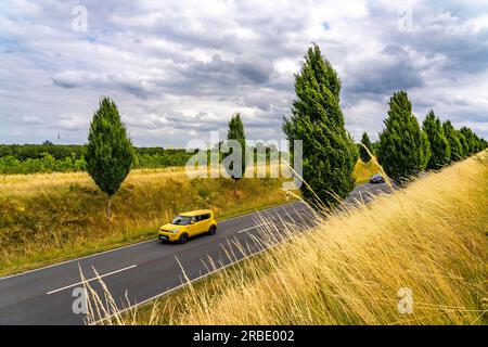 Il Dorstfelder Allee a Dortmund, 2013 strada completamente nuova, ex terreno agricolo, nel quartiere di Dorstfeld, viale alberato in stile toscano con Foto Stock