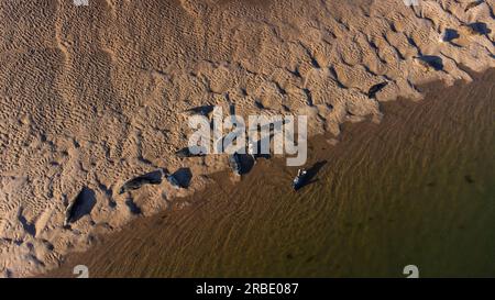 Veduta aerea delle foche comuni ( Phoca vitulina ) presso Loch Fleet a Sutherland, Scozia, Regno Unito Foto Stock