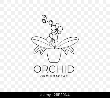 Orchidea, orchidaceae, fiore con foglie in vaso, disegno grafico lineare. Piante, natura, phalaenopsis, fioritura, design floreale e floreale, vettoriale Illustrazione Vettoriale