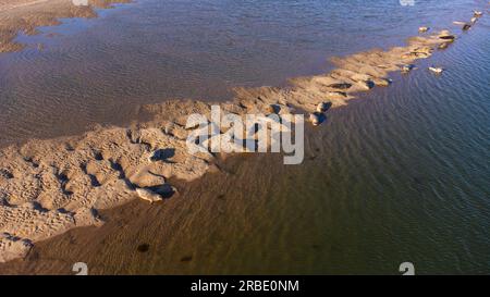 Veduta aerea delle foche comuni ( Phoca vitulina ) presso Loch Fleet a Sutherland, Scozia, Regno Unito Foto Stock