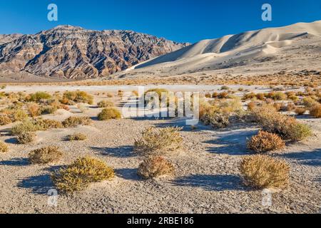 Eureka Dunes in Eureka Valley, Last Chance Range in lontananza, Sagebrush, Sunset, Death Valley National Park, California, USA Foto Stock