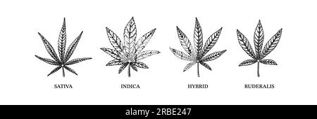 Cannabis indica, sativa, ibrida e ruderalis. Diversi tipi di erbacce. Illustrazione vettoriale disegnata a mano in stile di schizzo Illustrazione Vettoriale