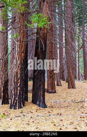 Alberi di sequoia bruciati nel Sequoia National Park dopo un enorme incendio. Burnt Redwood Trees. Sequoiadendron giganteum bruciato nel Sequoia National Park Foto Stock