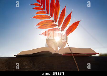 libro aperto con una foglia autunnale rossa brillante contro il cielo blu. Il sole si spezza tra le pagine, piegato a forma di cuore. retroilluminazione. educativo Foto Stock