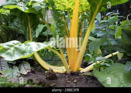 POV ad angolo basso di Yellow Chard, noto anche come Swiss Chard (Beta vulgaris) che cresce in un giardino Foto Stock