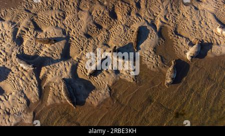 Veduta aerea delle foche comuni ( Phoca vitulina ) presso Loch Fleet a Sutherland, Scozia, Regno Unito Foto Stock