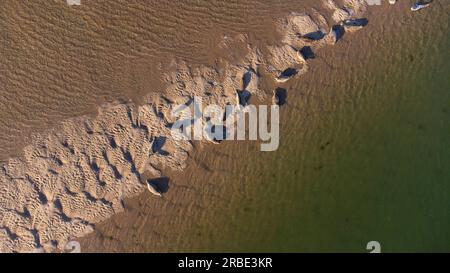 Veduta aerea delle foche comuni ( Phoca vitulina ) presso Loch Fleet a Sutherland, Scozia, Regno Unito Foto Stock