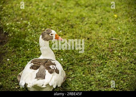 Un'oca che riposa sull'erba di un parco urbano Foto Stock