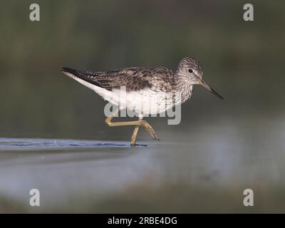 Verdastra comune (Tringa nebularia) che si nutrono in acque poco profonde nelle zone umide. Sfondo scuro. Foto Stock