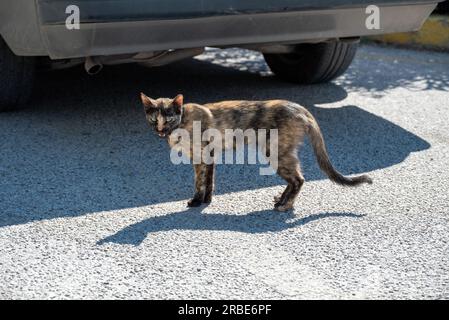 Gatto senzatetto nero e rosso sullo sfondo dell'auto. Il concetto di problemi con i gatti randagi, la necessità di cibo e attenzione. Foto Stock