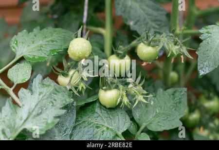 Primi piani dei pomodori crudi verdi sul cespuglio Foto Stock