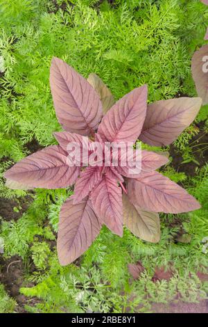 Amaranto commestibile, carota cresce su un letto da giardino, vista dall'alto Foto Stock