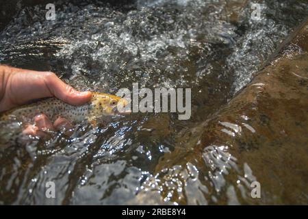 Trota bruna tenuta in acqua, immagine chiara e vivida di un bel locale estivo per la copia, sfondi esterni tema vacanza Foto Stock