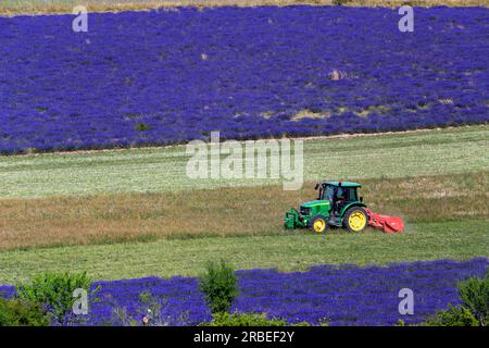 Campi di lavanda a Drome Provenque. Fienagione. Ferrassieres. Drome, Francia Foto Stock