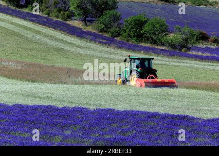 Campi di lavanda a Drome Provenque. Fienagione. Ferrassieres. Drome, Francia Foto Stock