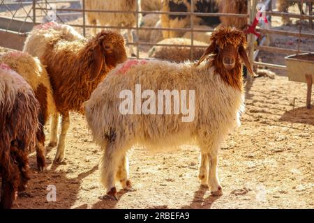 Una pecora araba in piedi in un ovile (Qurban in Eid al-Adha mubarak) Amman, Giordania - pecore, capre, penne di agnello nei paesi musulmani e arabi Foto Stock