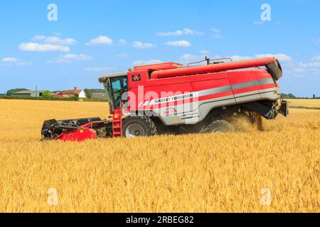 7 luglio 2023 raccolta di tardis Winter Barley al 14% di umidità in una fattoria vicino Empingham, Rutland Foto Stock