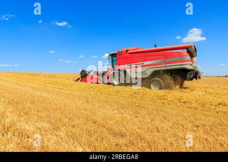 7 luglio 2023 raccolta di tardis Winter Barley al 14% di umidità in una fattoria vicino Empingham, Rutland Foto Stock