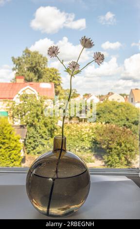 astrantia maggiore in vaso Foto Stock