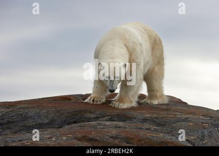 Povero orso su una montagna che dondola nelle Svalbard artiche Foto Stock