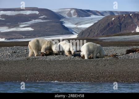 Gli orsi polari fingono di una carcassa di tricheco nelle Svalbard artiche Foto Stock