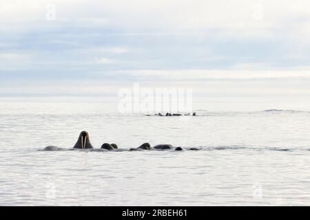 Due gruppi di trichechi che nuotano nell'oceano artico Foto Stock