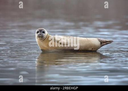 Foca del porto trasportata su una roccia nei mari artici Foto Stock