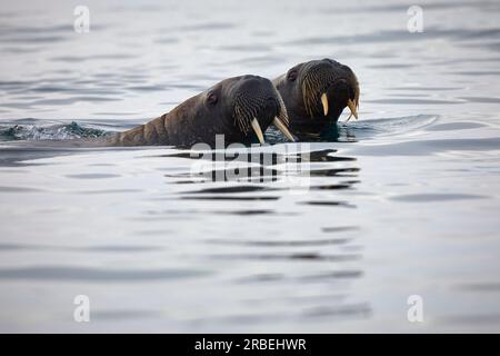 Due trichechi nell'oceano artico Foto Stock