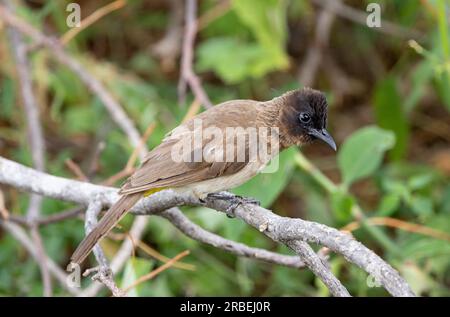 Un uccello comune e diffuso, il Bulbul con ventaglio giallo o occhi neri ha molti nomi diversi a seconda della regione in cui ti trovi. Foto Stock