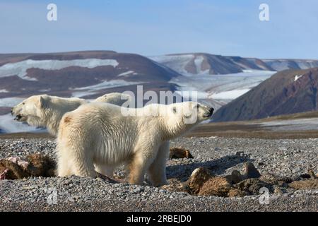 Gli orsi polari fingono di una carcassa di tricheco nelle Svalbard artiche Foto Stock