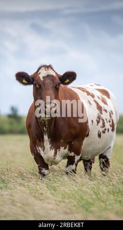 Shorthorn Cow in Pasture, Peterborough, Regno Unito Foto Stock